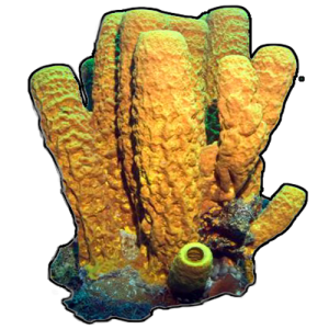 PrimalSponge1.png